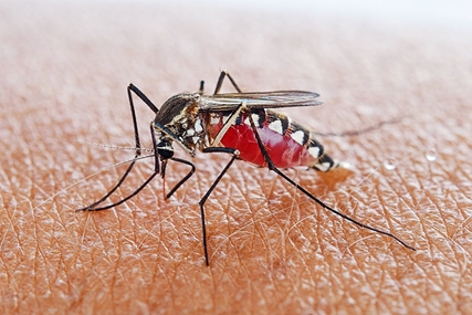 مالاریا؛ بیماری کشنده اما قابل پیشگیری