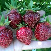 مسمومیت؛ نتیجه اشتباه شستن این میوه خوشرنگ تابستانی 