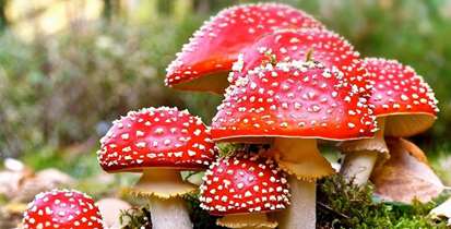 قارچی‌هایی که خوردنشان به قیمت جانتان تمام می‌شود