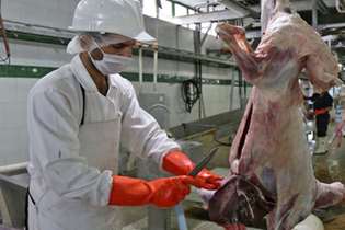 توصیه‌های بهداشتی برای ذبح دام در مراسم عید قربان