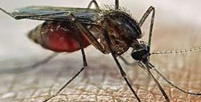 ورود یک «پشه» دردسرساز به کشور و خطر انتقال سه بیماری ویروسی