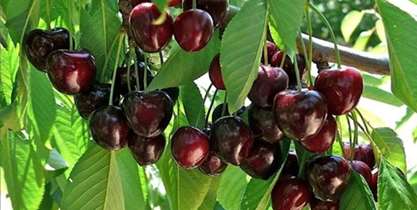 مصرف اتفاقی گیلاس‌ کرم خورده سلامت افراد را تهدید نمی‌کند