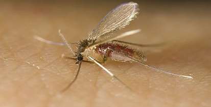 راهکارهای کنترل سالک در مناطق تحت پوشش دانشگاه بررسي شد