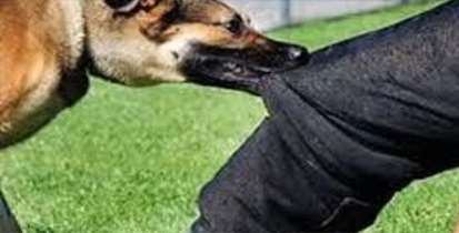 فعالیت مراکز پیشگیری از هاری در تعطیلات نوروزی + ليست مراكز