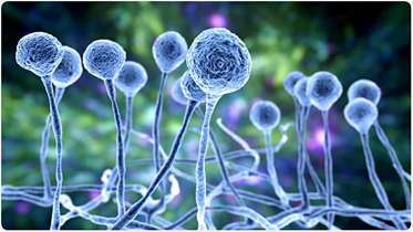 از بیماری قارچ سیاه چه می دانید؟